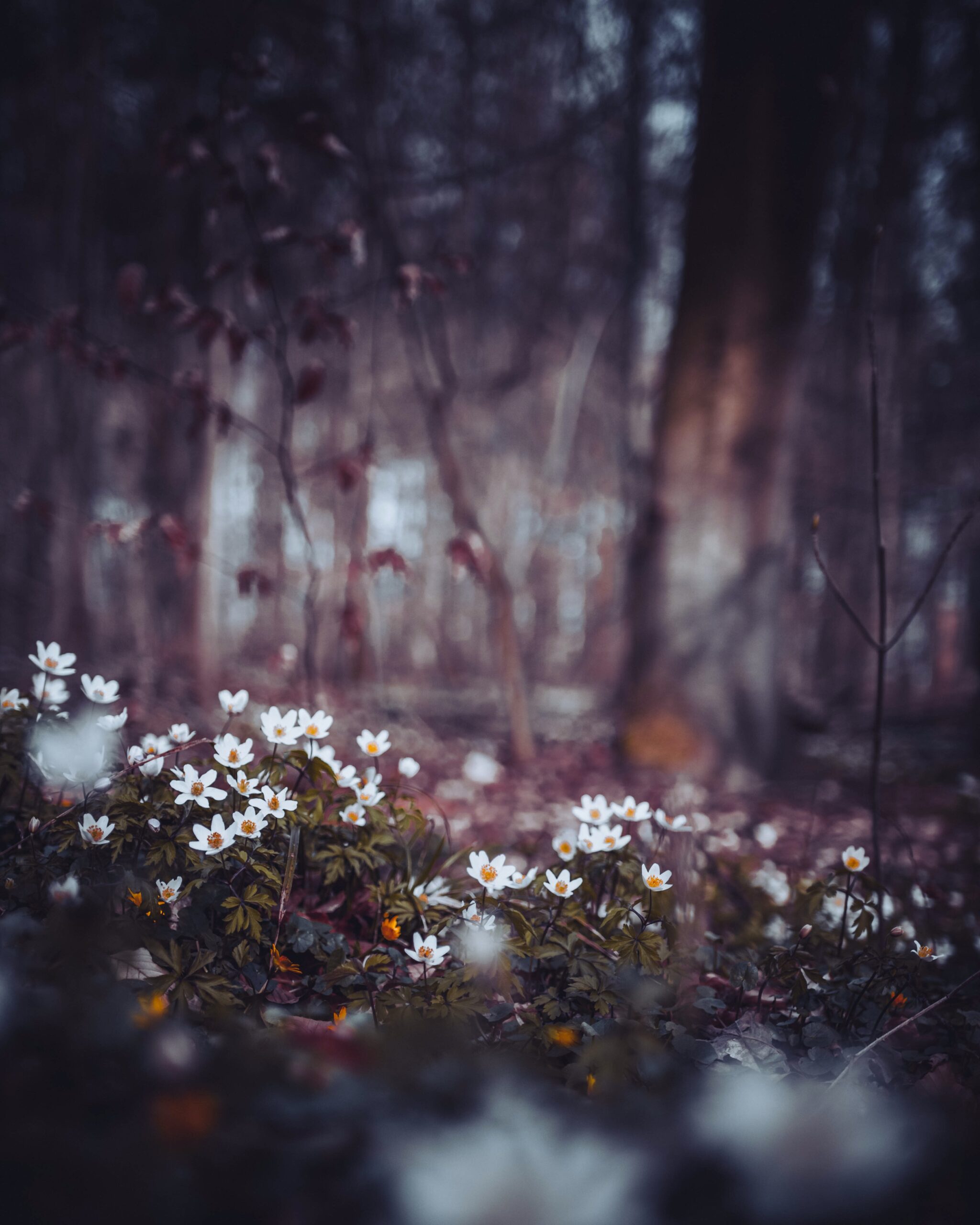 oliver-roos-ty4X72BSsXY-unsplash