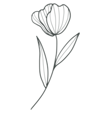 tulipe-removebg-preview